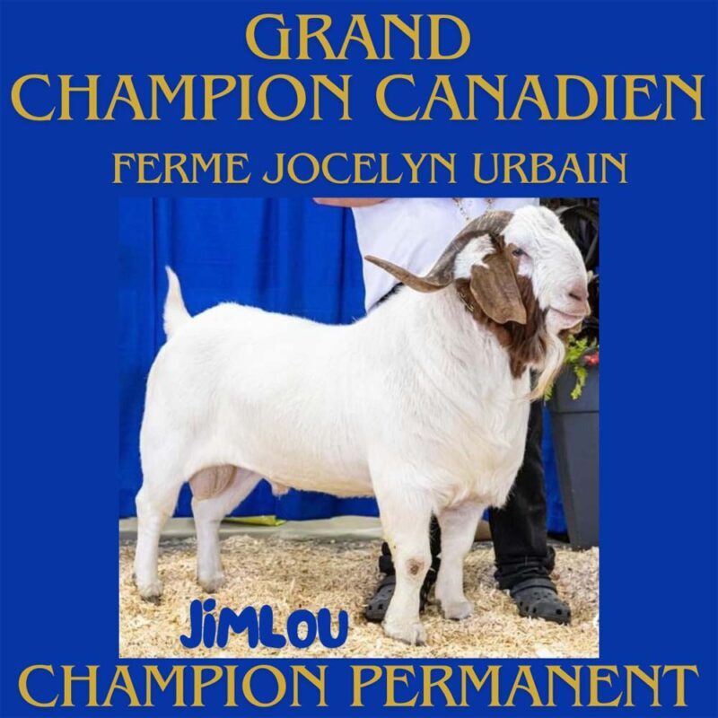 Grand Champion Canadien - Ferme Jocelyn Urbain